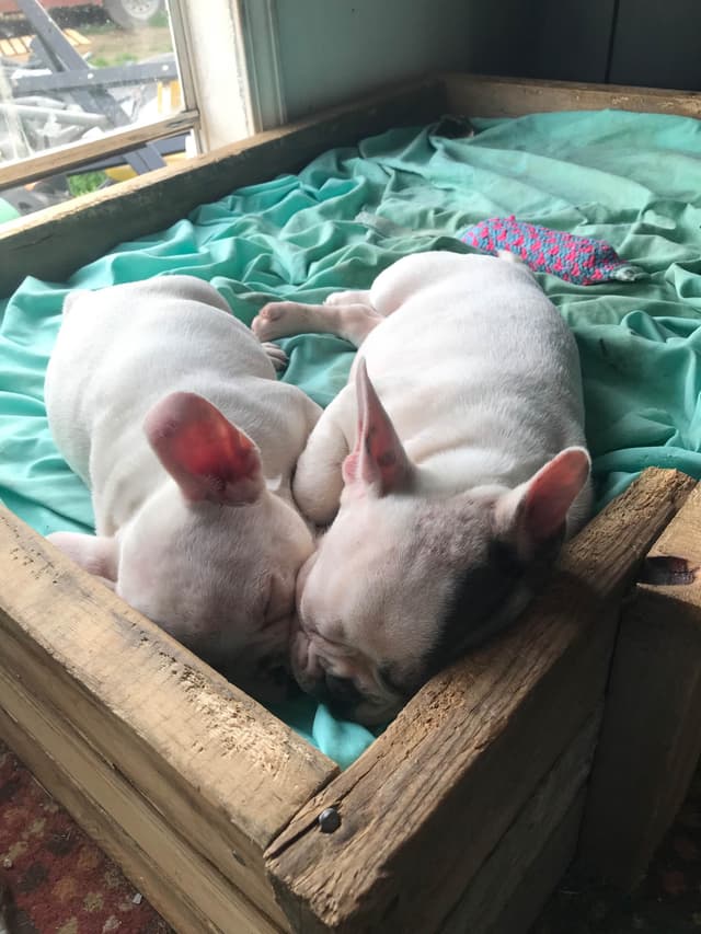 Legacy french bulldog puppies media 3