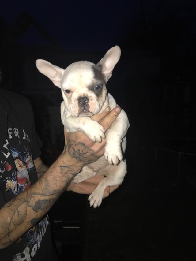 Legacy french bulldog puppies media 4