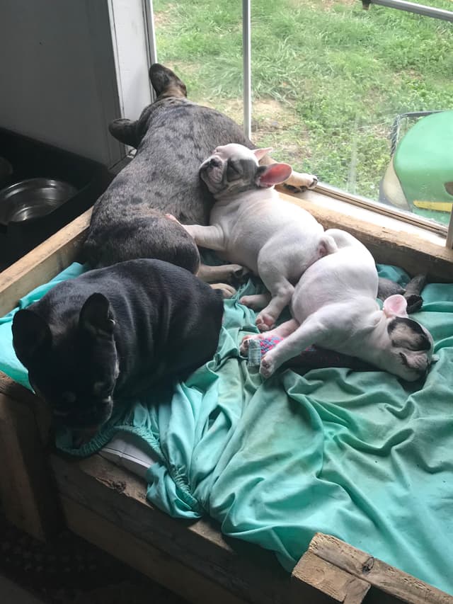 Legacy french bulldog puppies media 5
