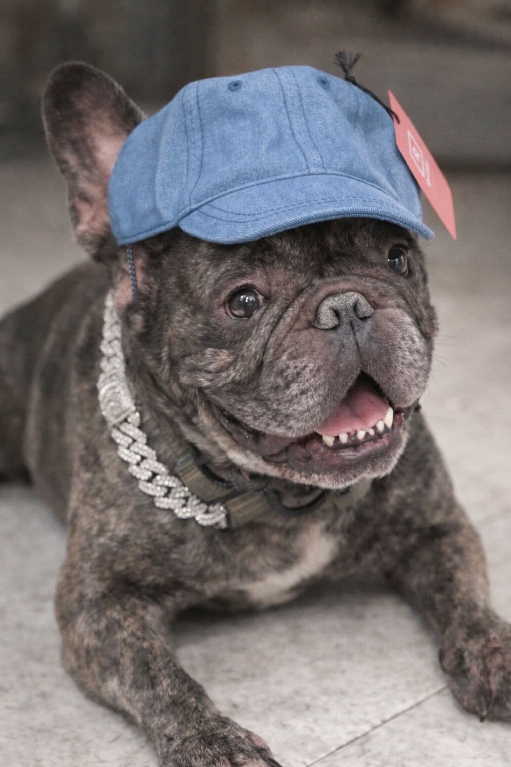 Legacy french bulldog puppies breeder image 5