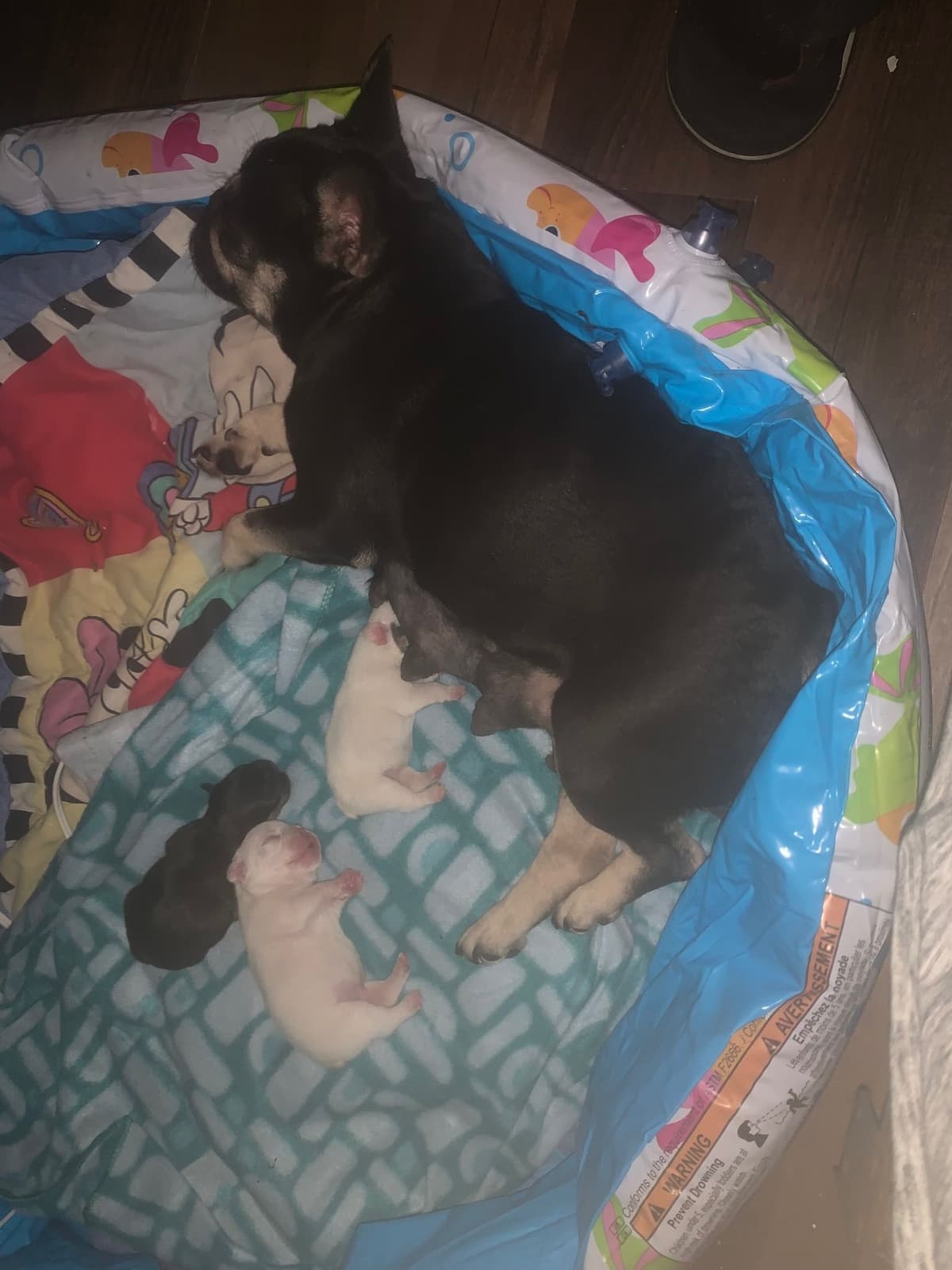 Legacy french bulldog puppies breeder image 8