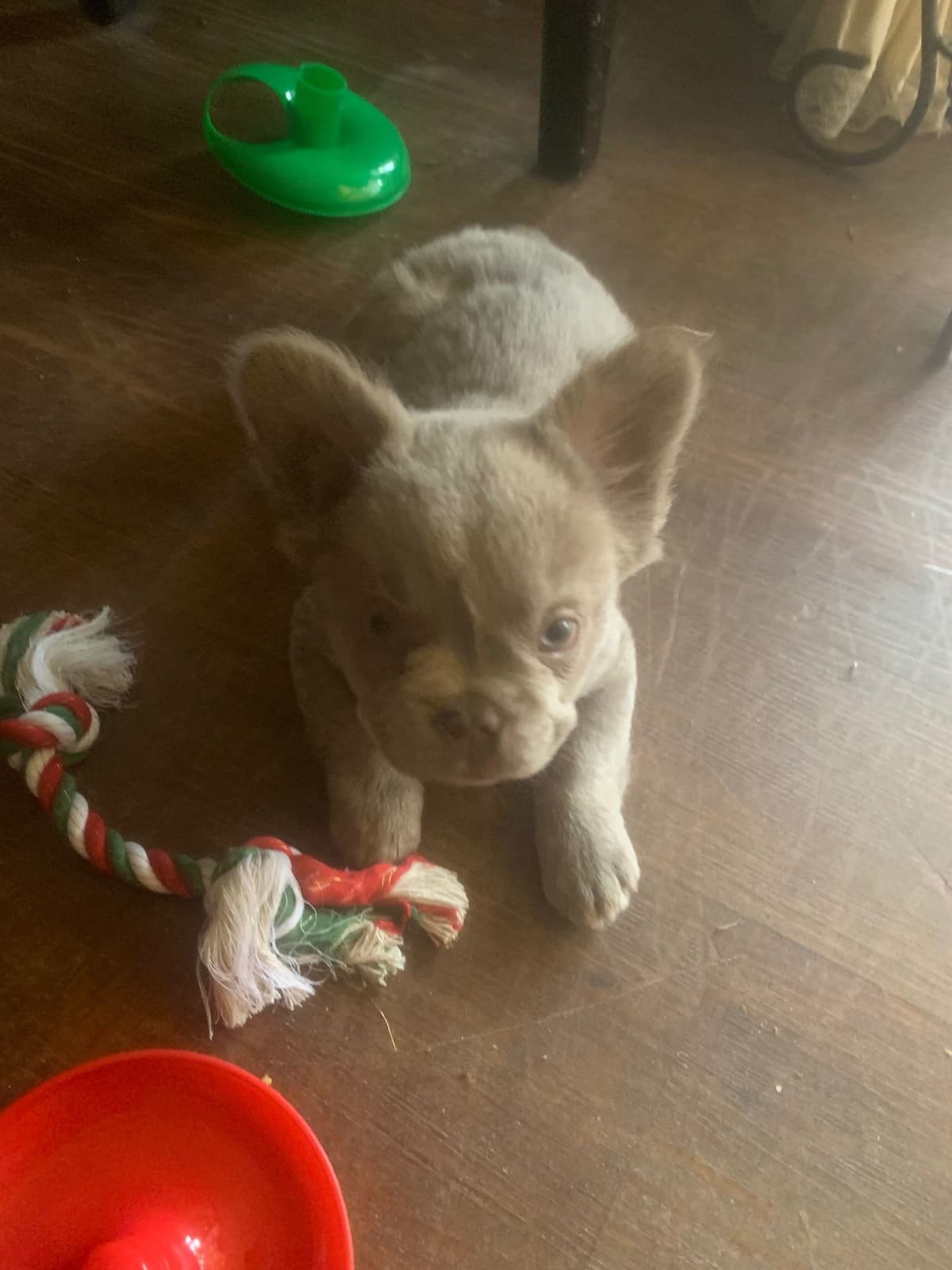 Legacy french bulldog puppies breeder image 9