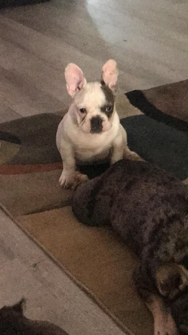 Legacy french bulldog puppies media 6