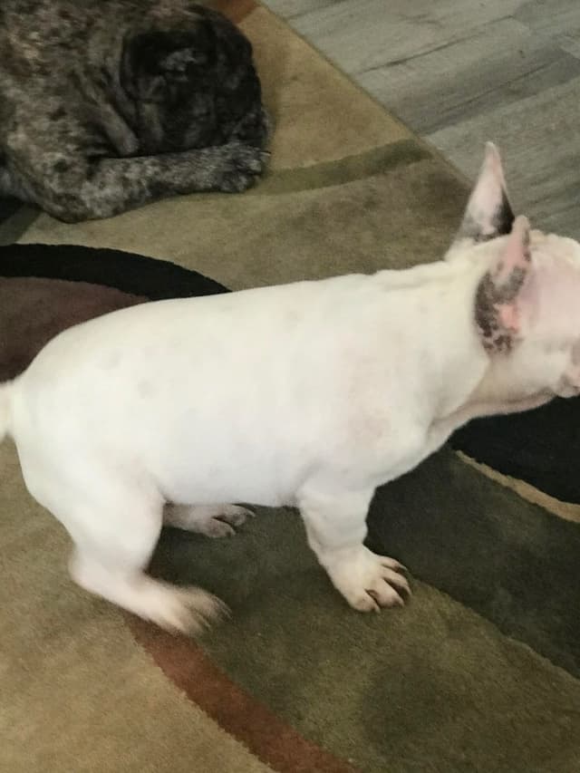 Legacy french bulldog puppies media 7