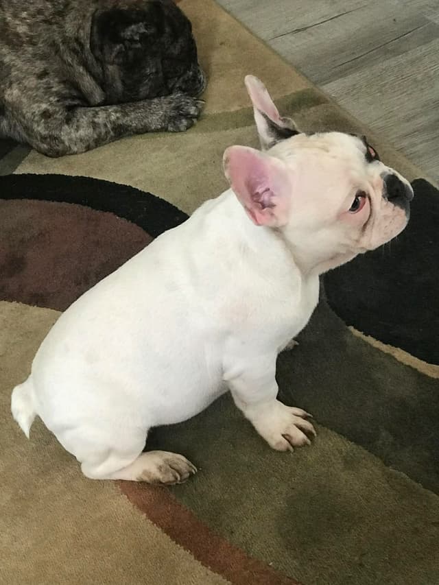 Legacy french bulldog puppies media 8