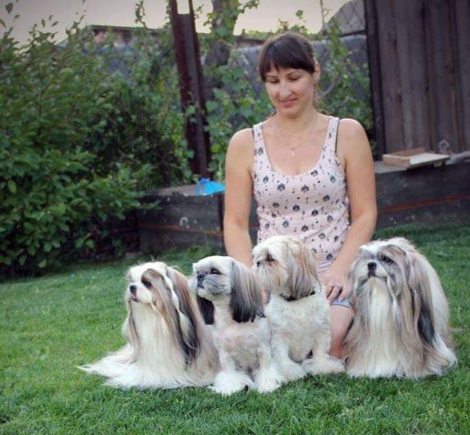 Shih Tzu Puppies breeder image 1
