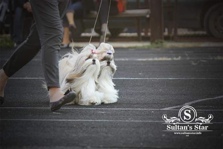 Shih Tzu Puppies breeder image 2