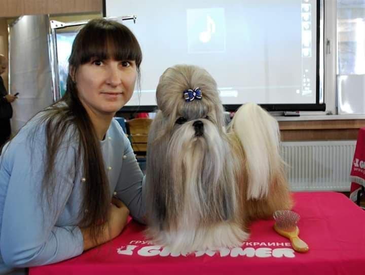 Shih Tzu Puppies breeder image 3