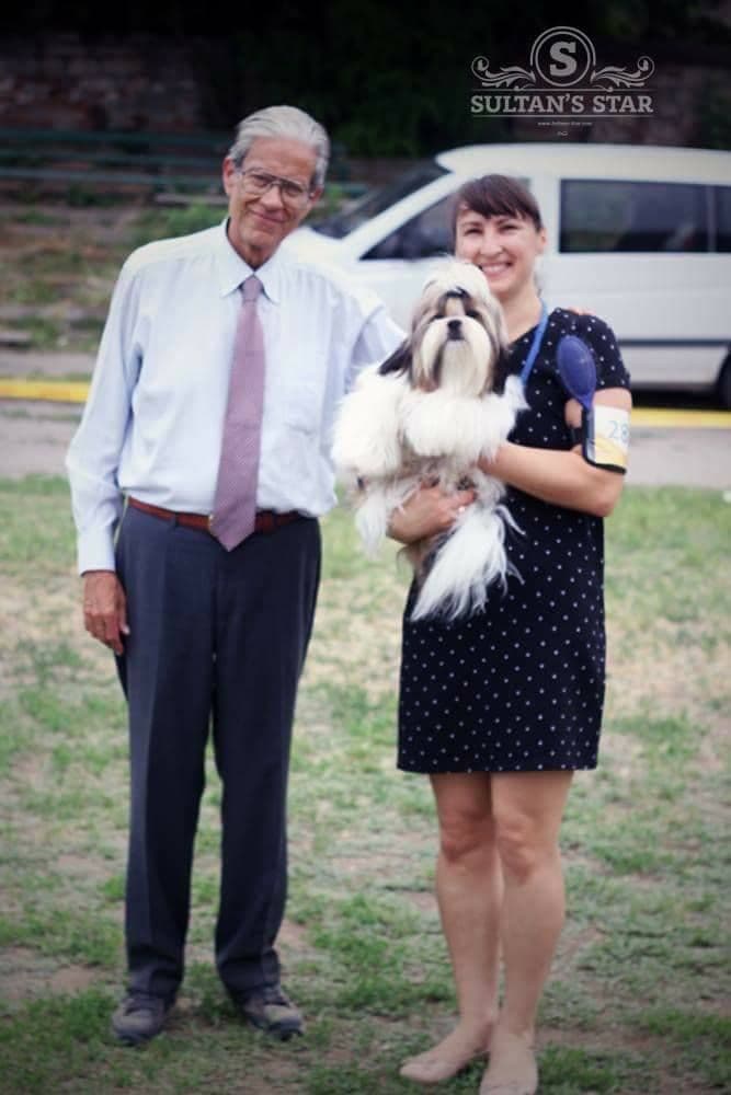 Shih Tzu Puppies breeder image 4