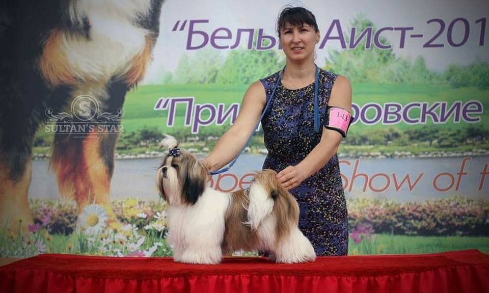 Shih Tzu Puppies breeder image 14