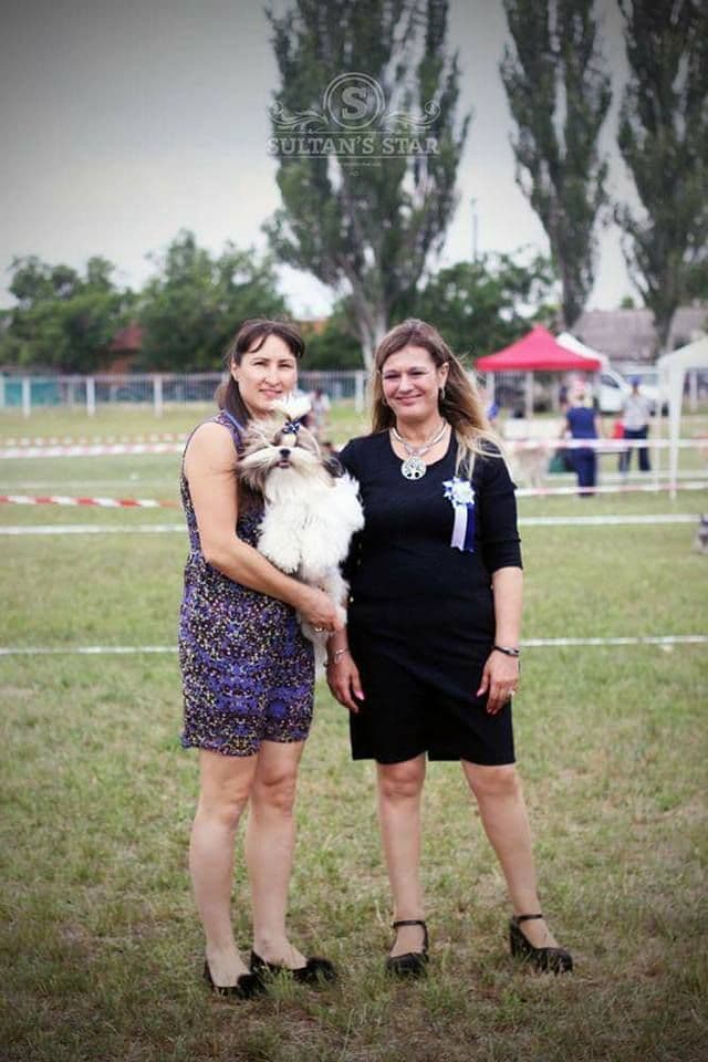 Shih Tzu Puppies breeder image 13