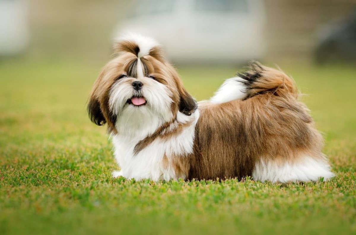 Shih Tzu Puppies breeder image 12