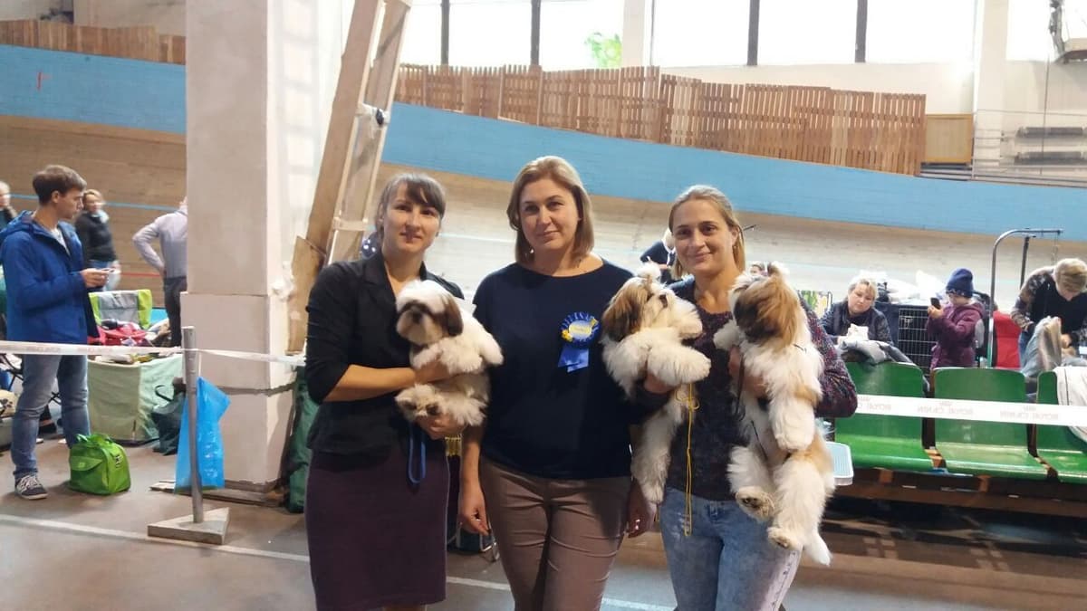 Shih Tzu Puppies breeder image 18