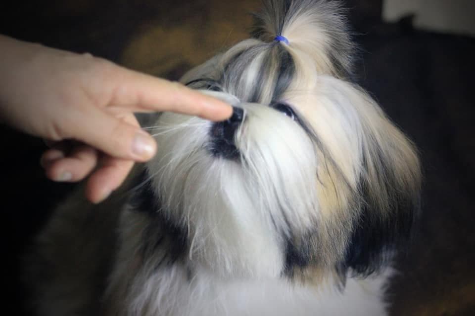 Shih Tzu Puppies breeder image 19