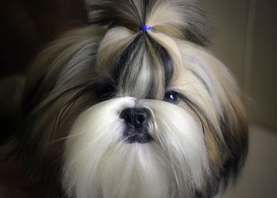 Shih Tzu Puppies breeder image 20