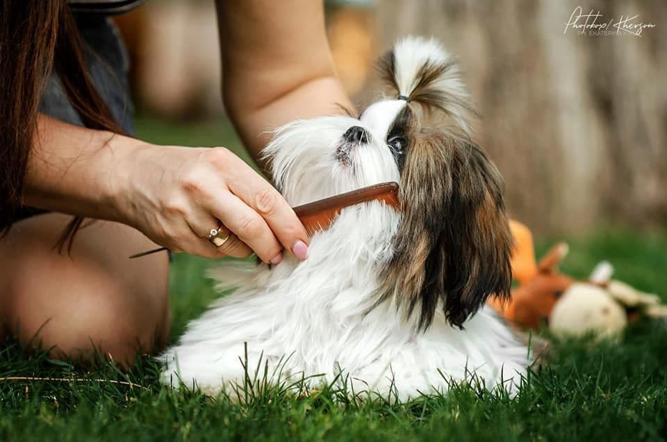 Shih Tzu Puppies breeder image 22