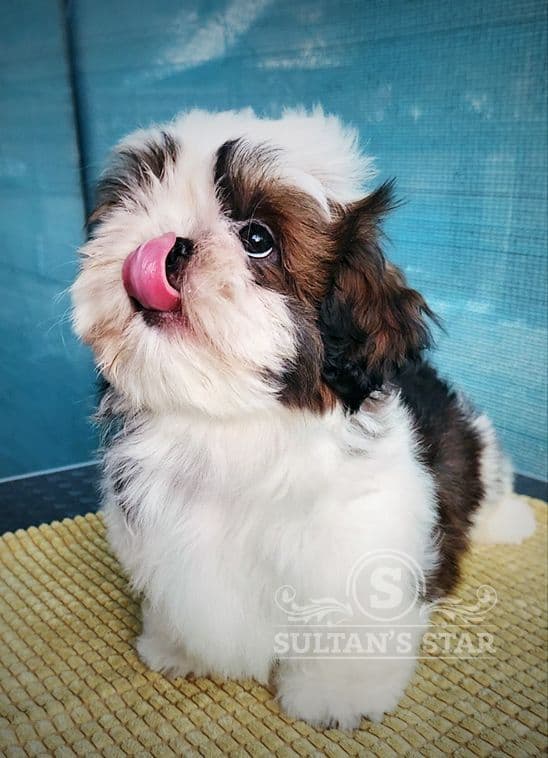 Shih Tzu Puppies breeder image 24