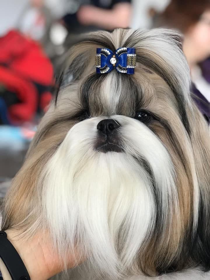 Shih Tzu Puppies breeder image 21