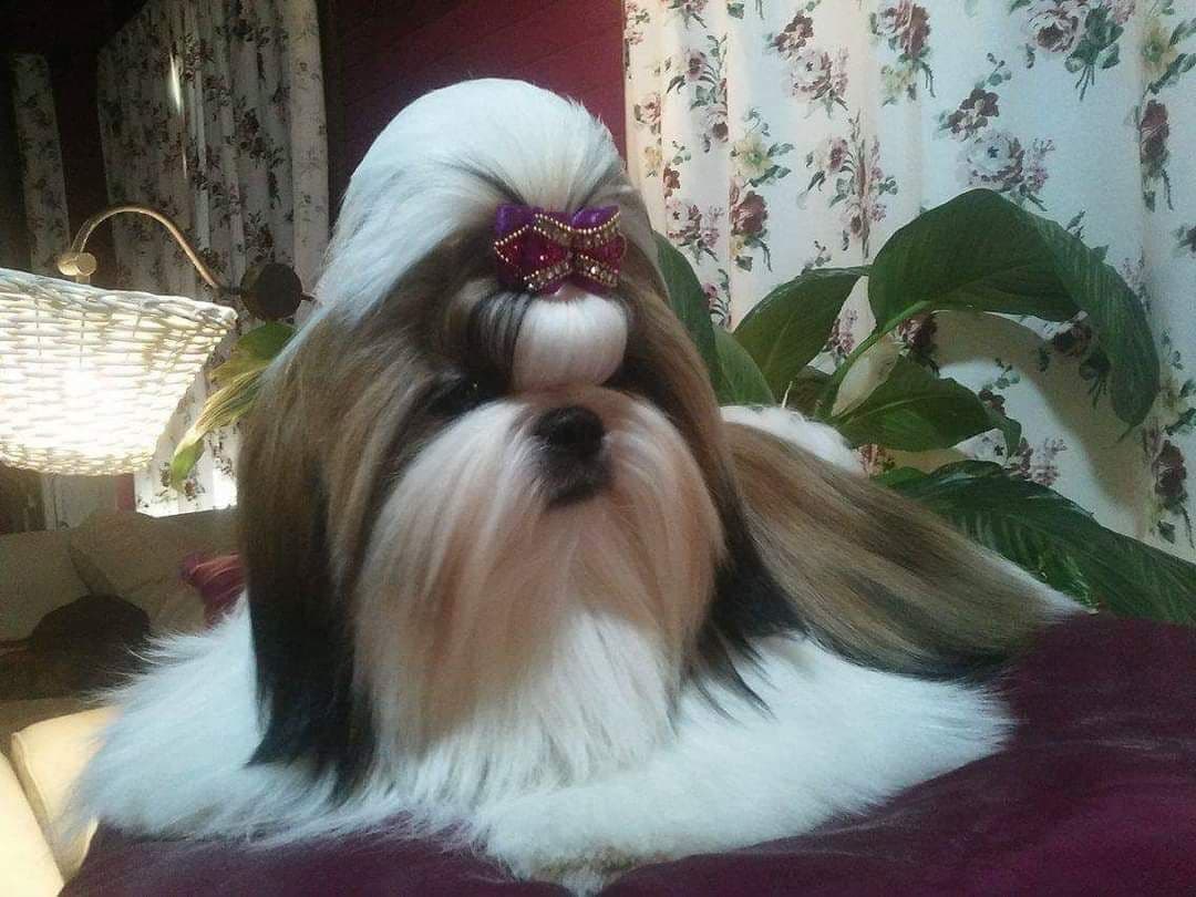 Shih Tzu Puppies breeder image 27