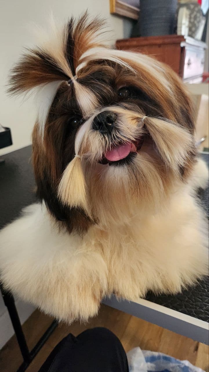Shih Tzu Puppies breeder image 28