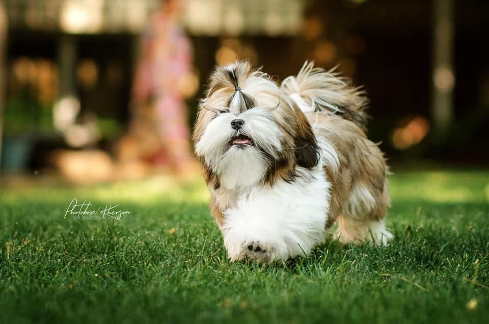 Shih Tzu Puppies breeder image 30