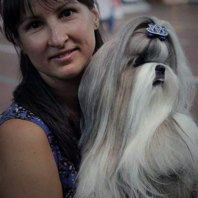 Shih Tzu Puppies breeder image 29