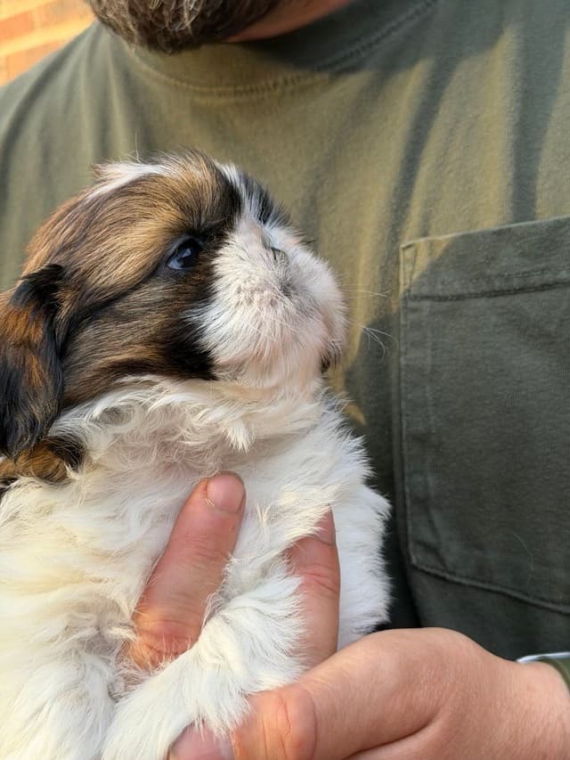 Shih Tzu Puppies media 2