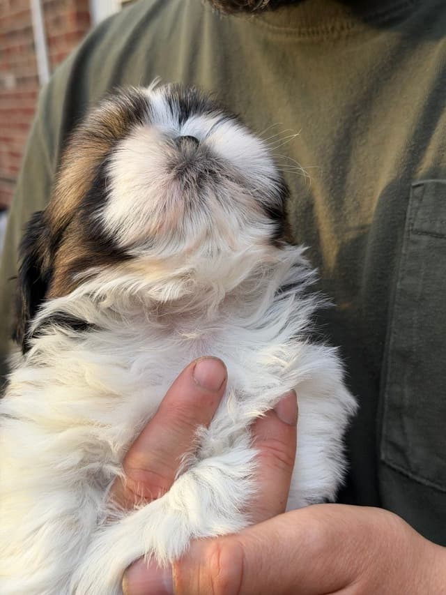 Shih Tzu Puppies media 3