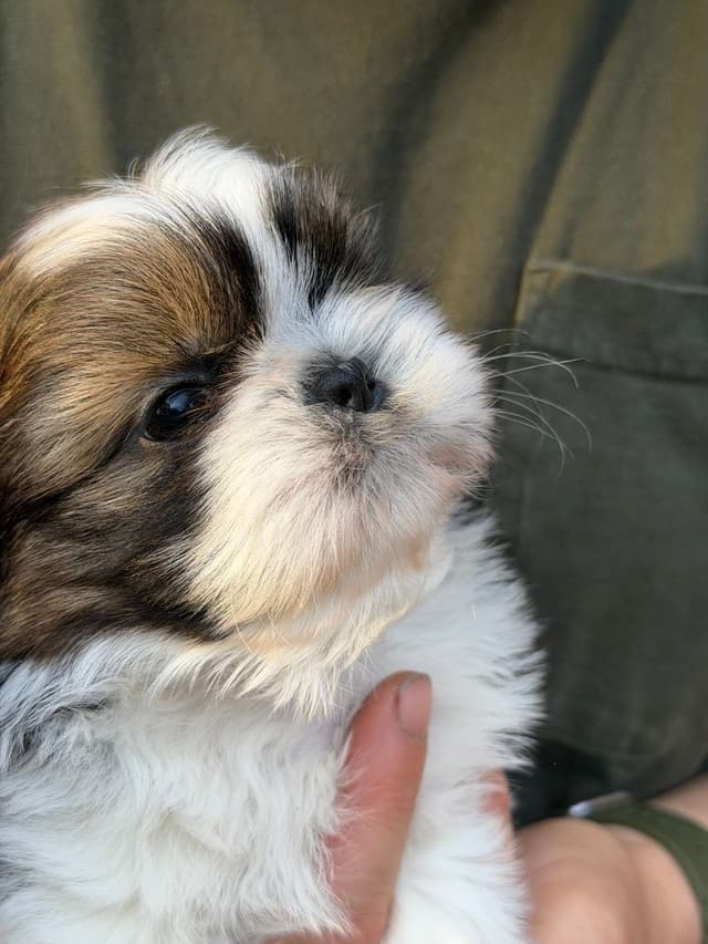 Shih Tzu Puppies media 4