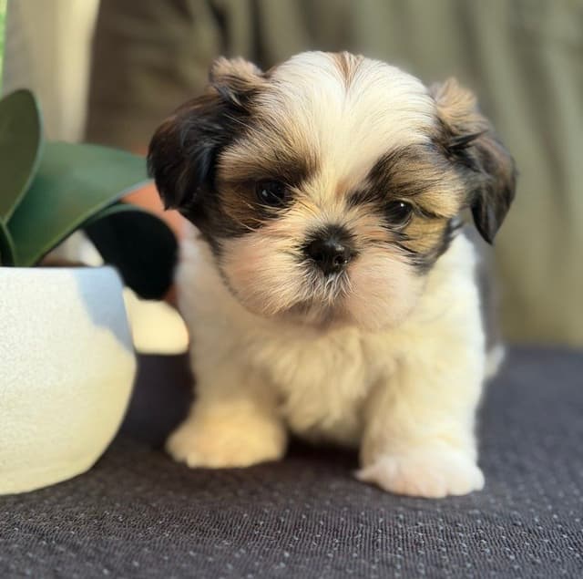 Shih Tzu Puppies media 8