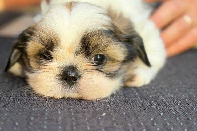 Shih Tzu Puppies media 6