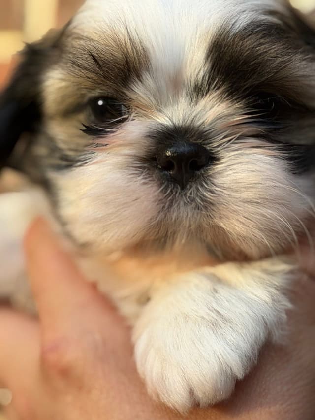 Shih Tzu Puppies media 7
