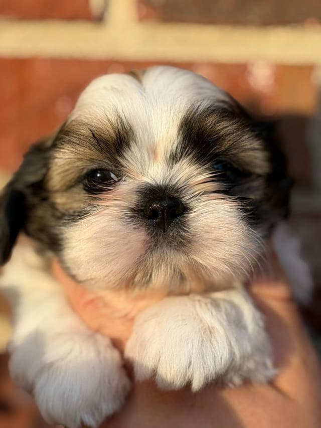 Shih Tzu Puppies media 10