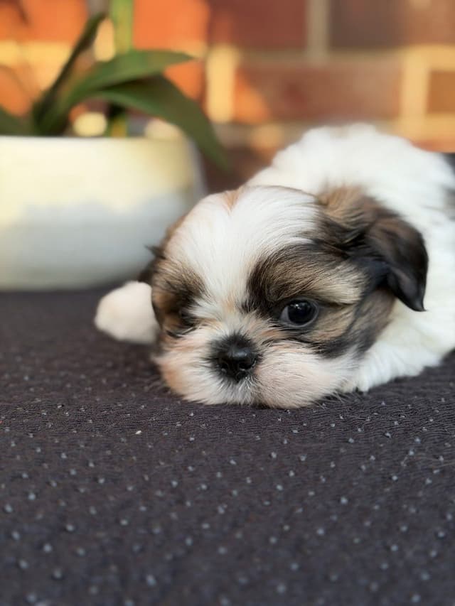 Shih Tzu Puppies media 9