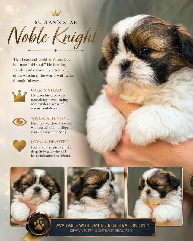 Shih Tzu Puppies media 11
