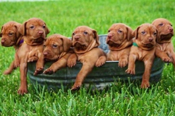 AKC Registered Vizsla Puppies breeder image 4