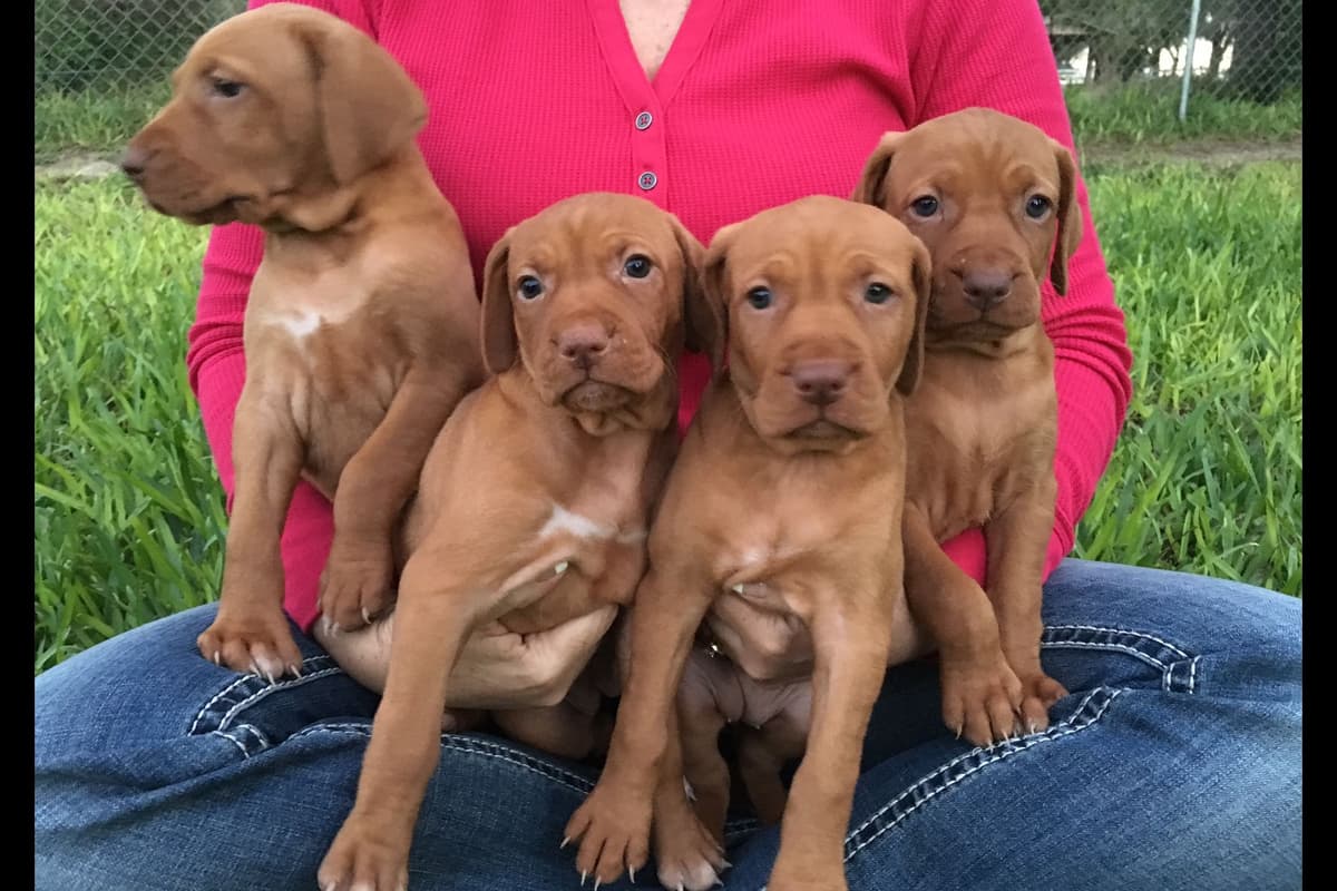 AKC Registered Vizsla Puppies breeder image 7