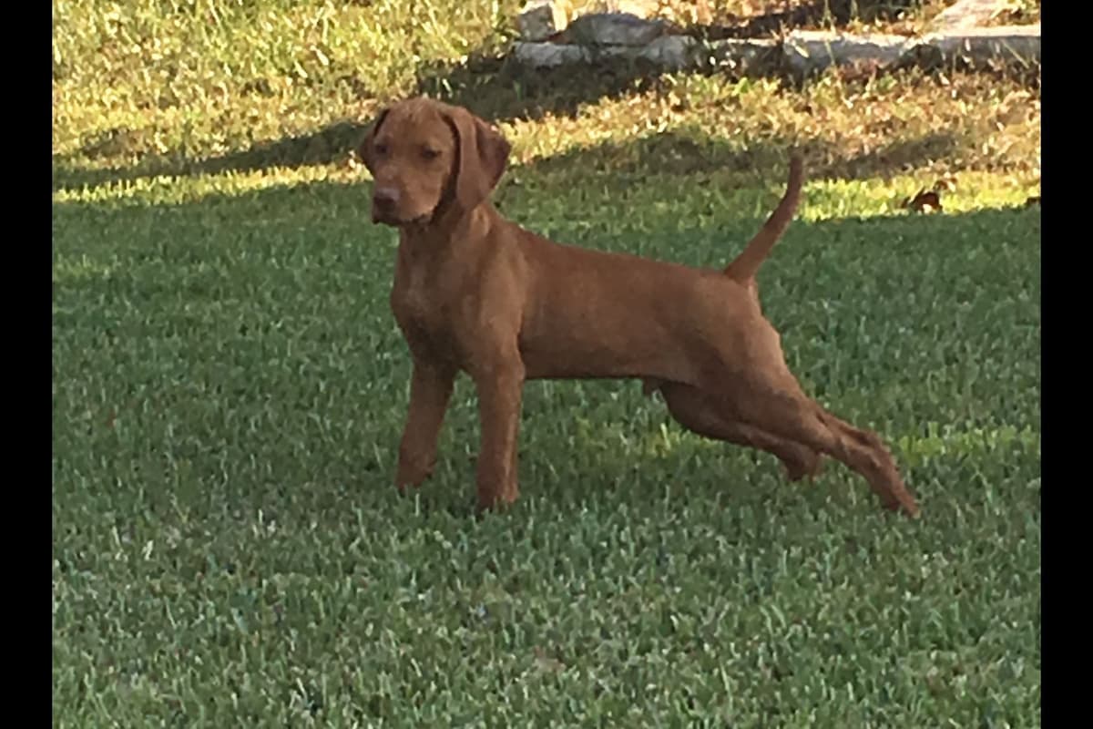 AKC Registered Vizsla Puppies breeder image 6