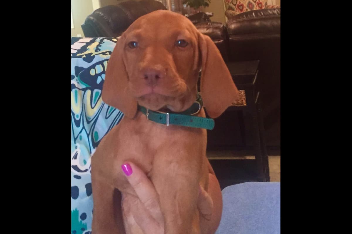 AKC Registered Vizsla Puppies breeder image 5