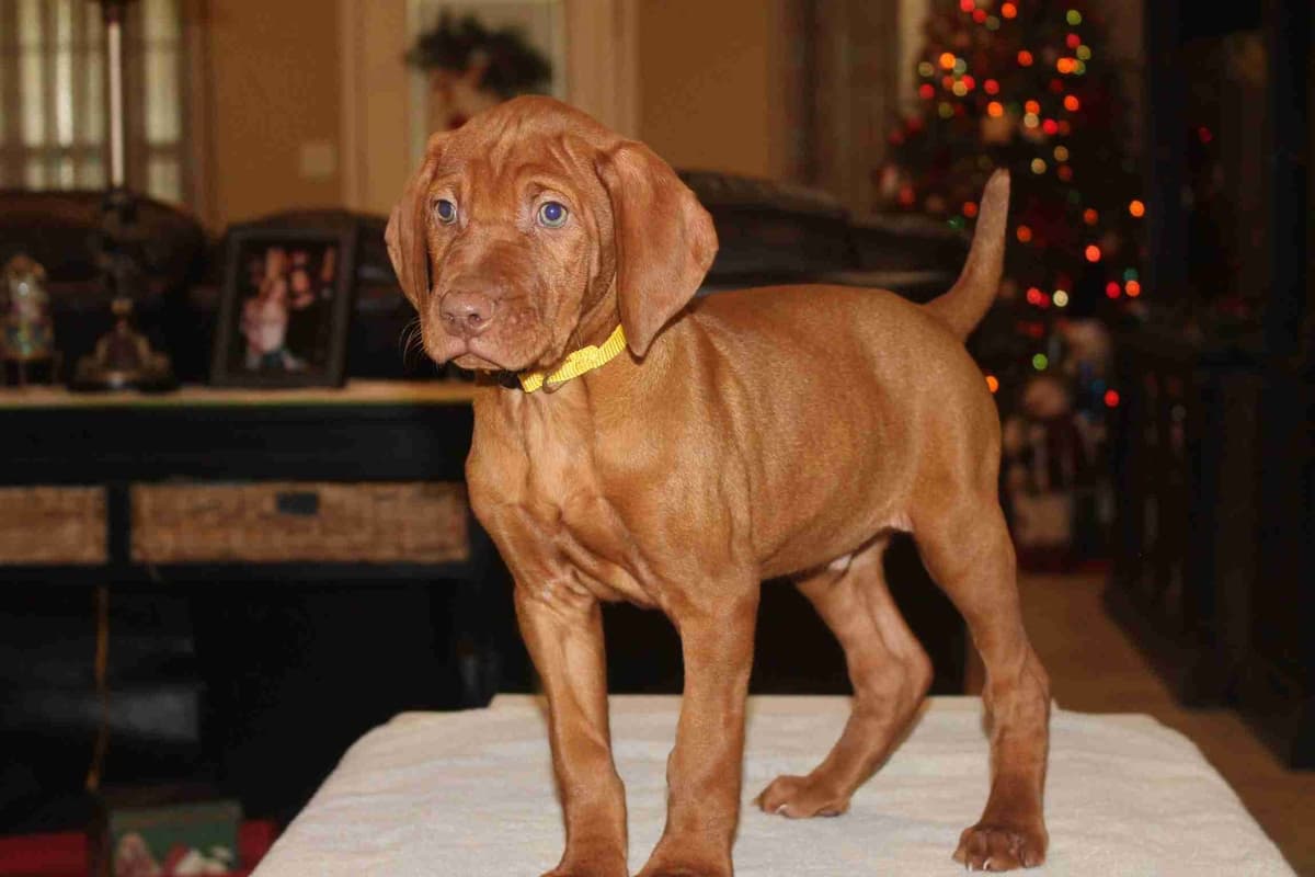 AKC Registered Vizsla Puppies breeder image 2