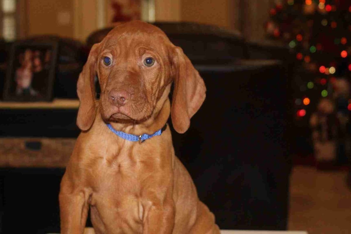 AKC Registered Vizsla Puppies breeder image 8