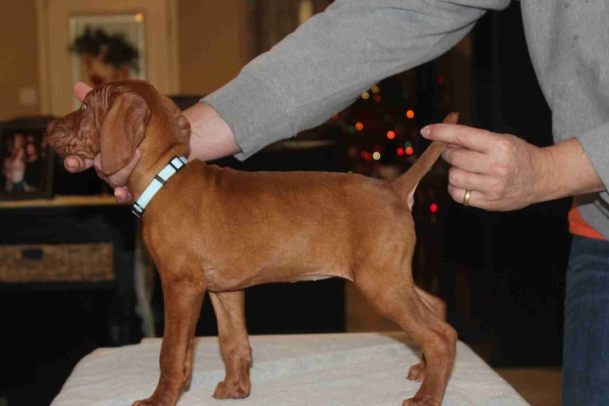 AKC Registered Vizsla Puppies breeder image 9