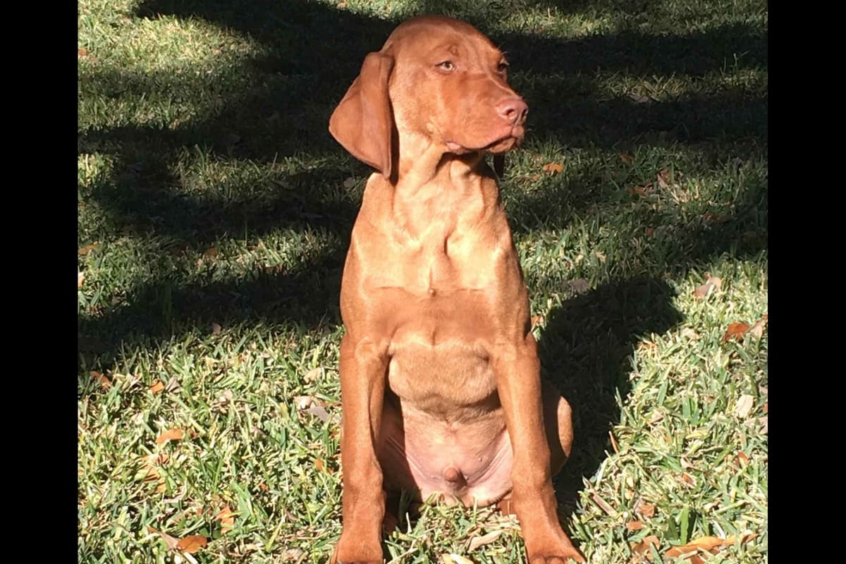 AKC Registered Vizsla Puppies breeder image 10