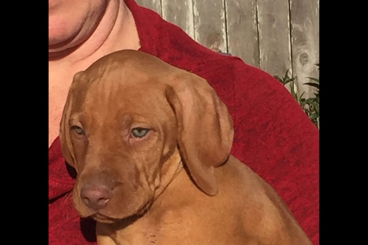 AKC Registered Vizsla Puppies breeder image 11