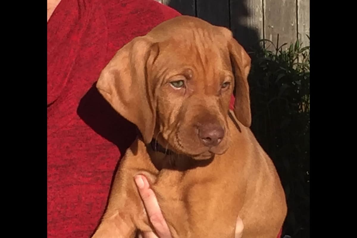 AKC Registered Vizsla Puppies breeder image 3