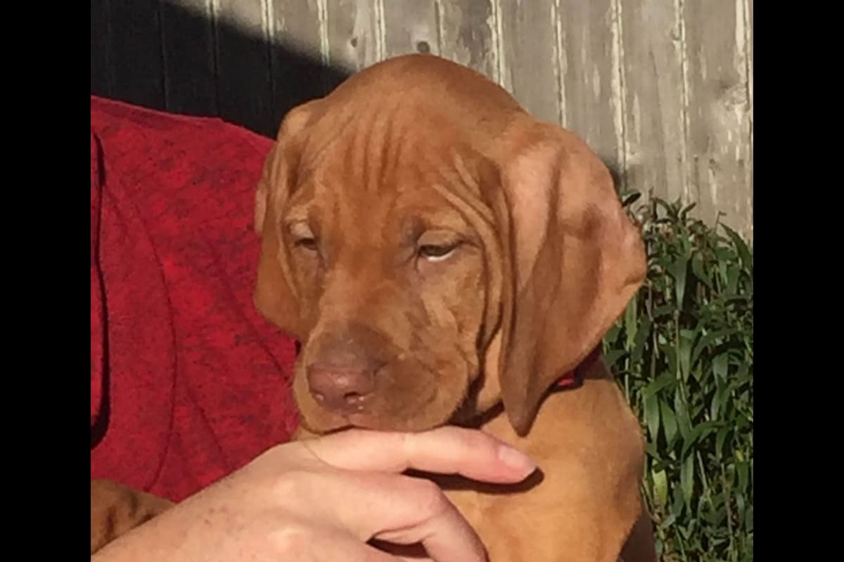 AKC Registered Vizsla Puppies breeder image 12