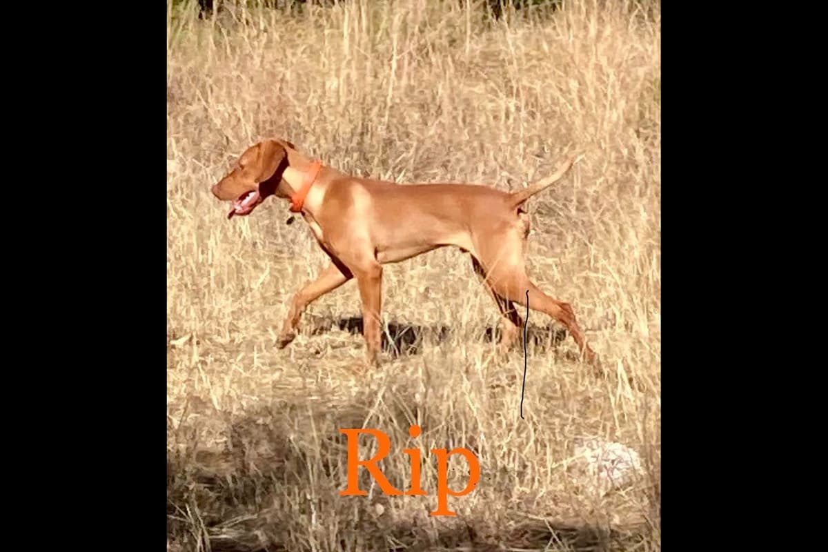 AKC Registered Vizsla Puppies breeder image 13