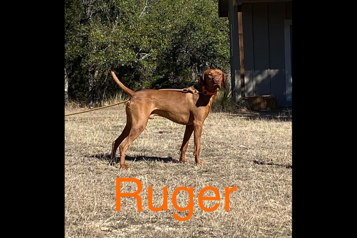 AKC Registered Vizsla Puppies breeder image 1