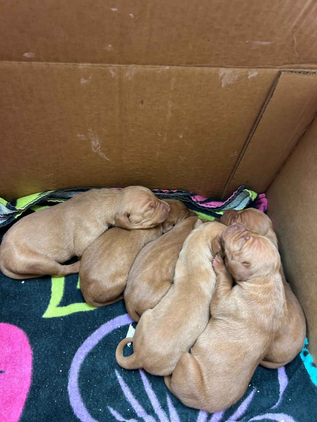 AKC Registered Vizsla Puppies media 6