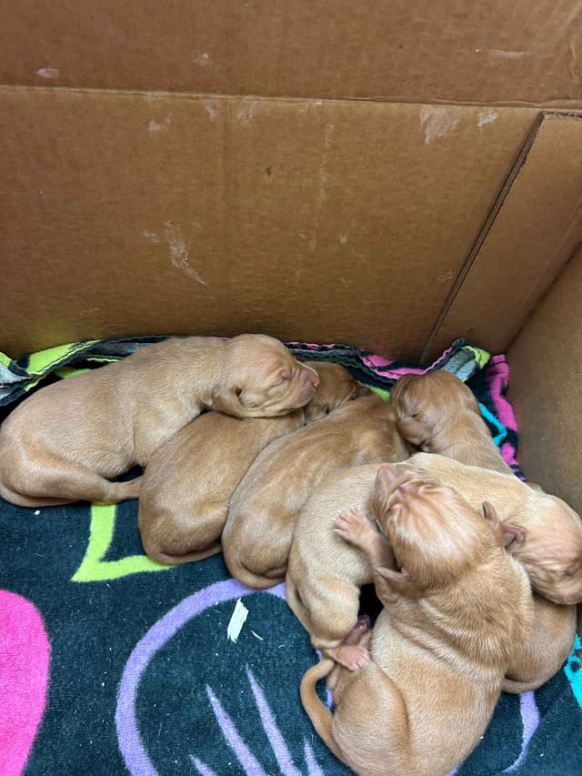 AKC Registered Vizsla Puppies media 7